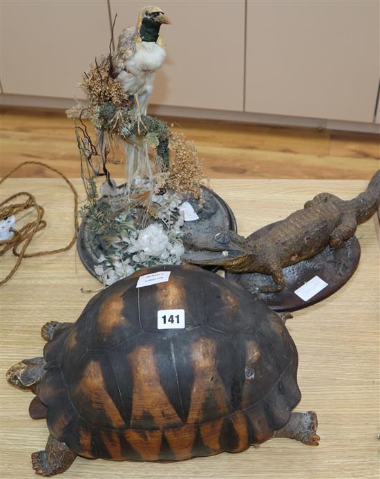 A taxidermic bird, a crocodile and a tortoise